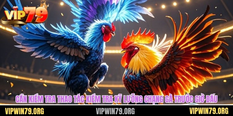 Cần kiểm tra thao tác kiểm tra kỹ lưỡng chạng gà trước giờ đấu