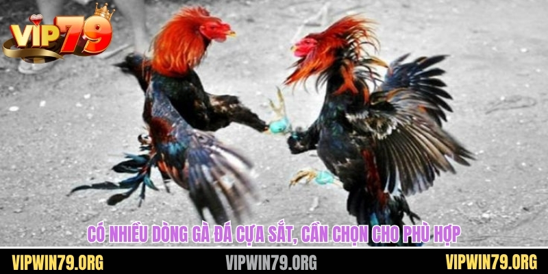 Có nhiều dòng gà đá cựa sắt, cần chọn cho phù hợp
