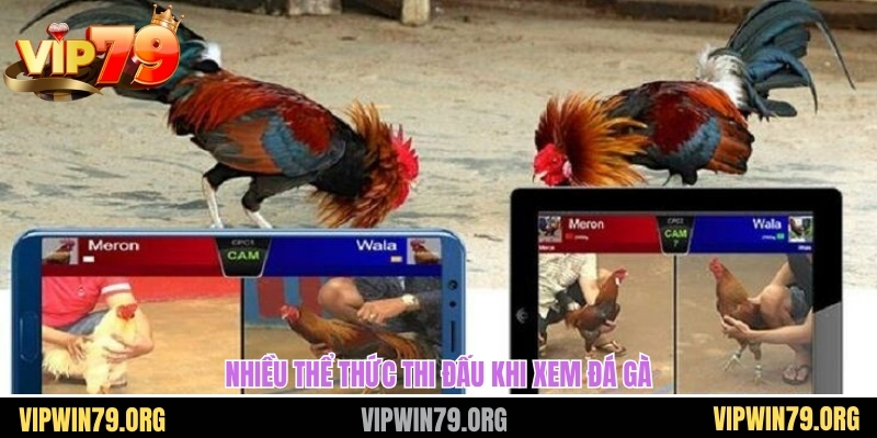 Nhiều thể thức thi đấu khi xem đá gà