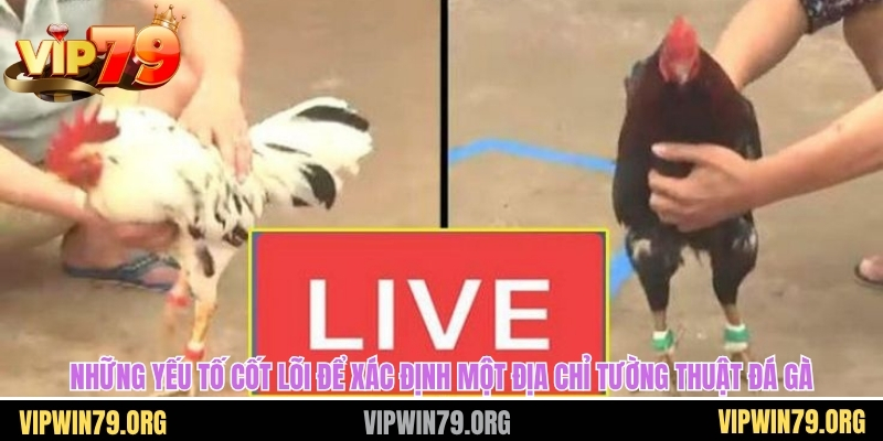 Những yếu tố cốt lõi để xác định một địa chỉ tường thuật đá gà