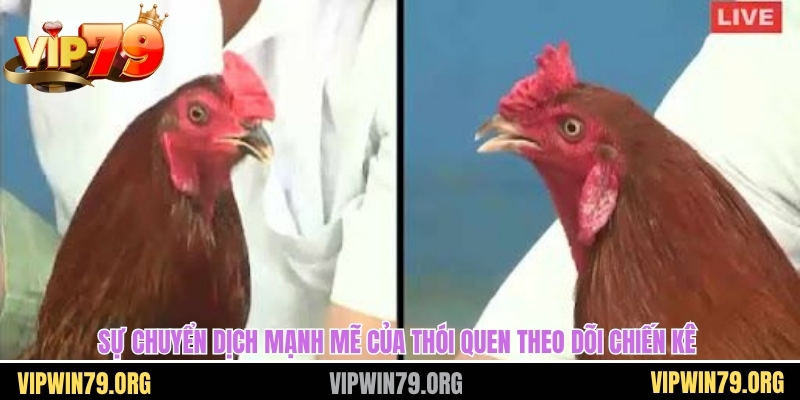 Sự chuyển dịch mạnh mẽ của thói quen theo dõi chiến kê