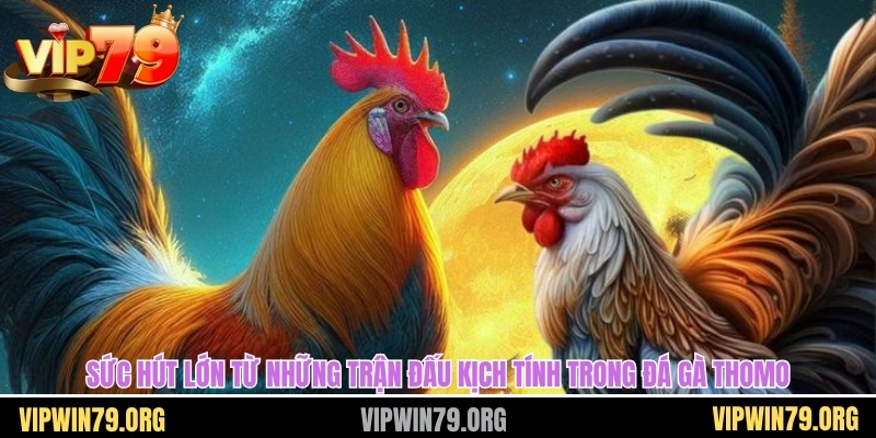 Sức hút lớn từ những trận đấu kịch tính trong đá gà thomo