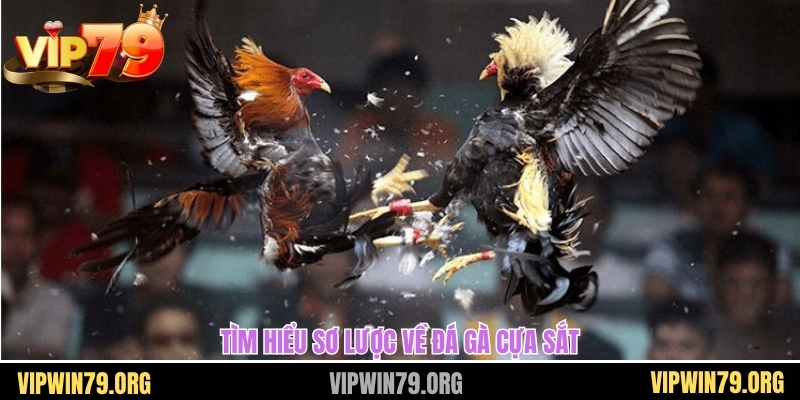 Tìm hiểu sơ lược về đá gà cựa sắt